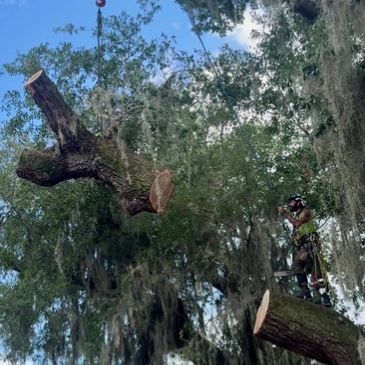Crane Tree Removals Vero Beach