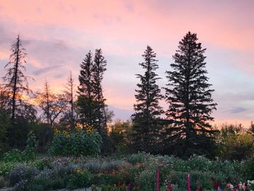 Tall pine trees at sunset in a garden.