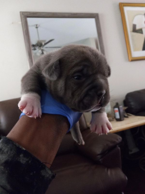 5 week old American Bully male puppy