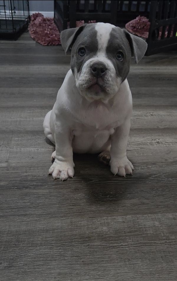 Female American Bully Puppy at 12 weeks old
