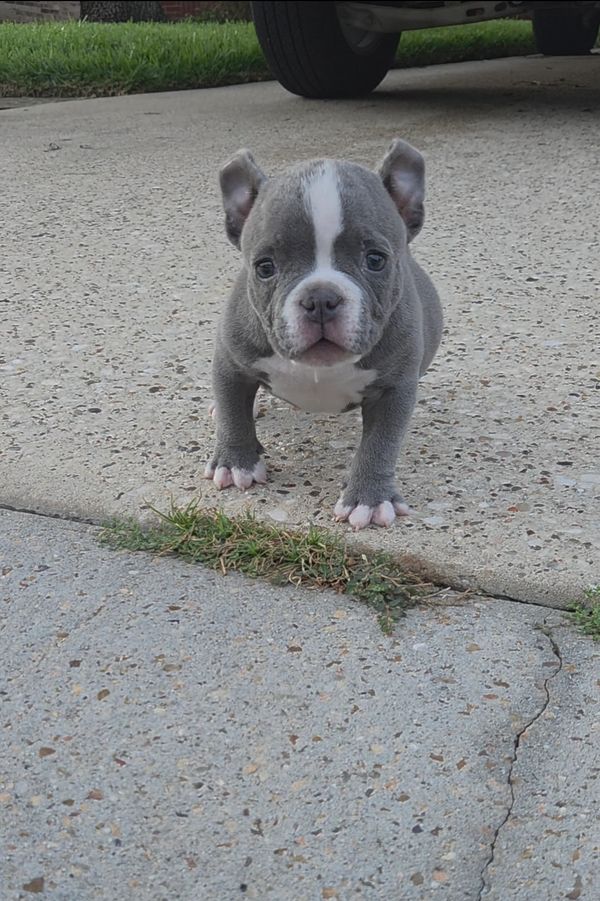 10 week old male American Bully Pup