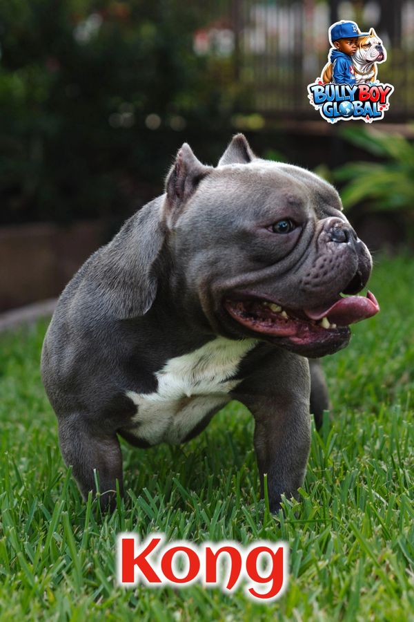 Micro Exotic Bully