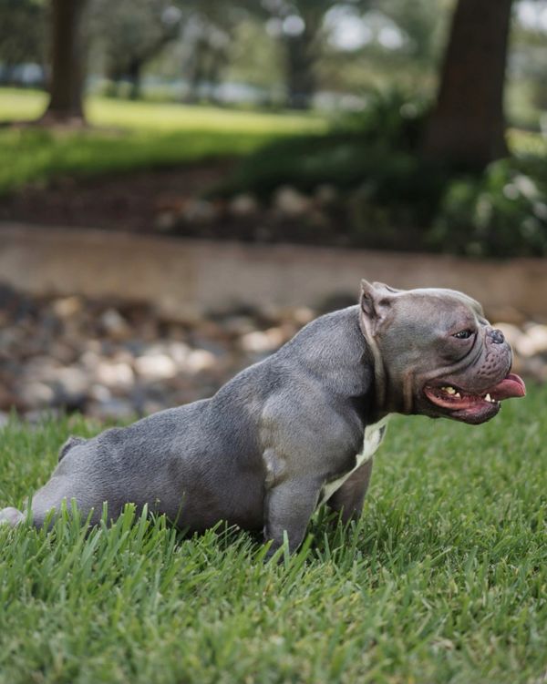 Exotic Bully Posing

BBG's Kong