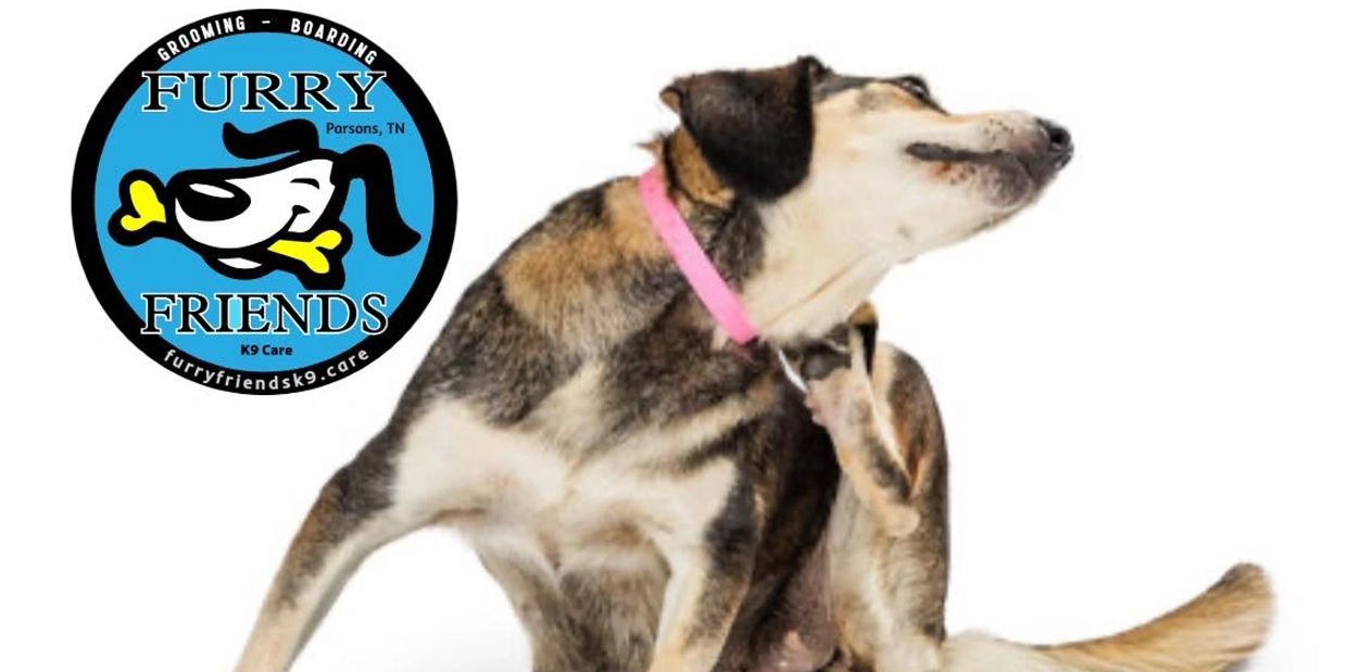 De shedding De shed itchy medicated shampoo