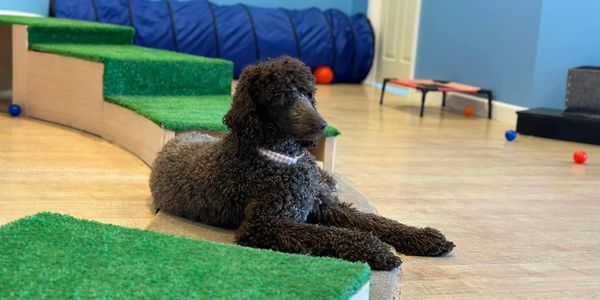 If you searched for pet boarding near me, dog boarding near me or- pet kennel near me. welcome