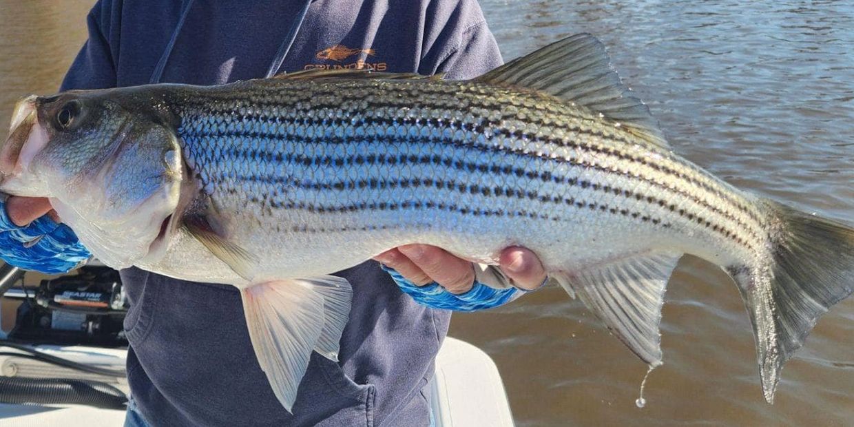 South Carolina striper fishing guide