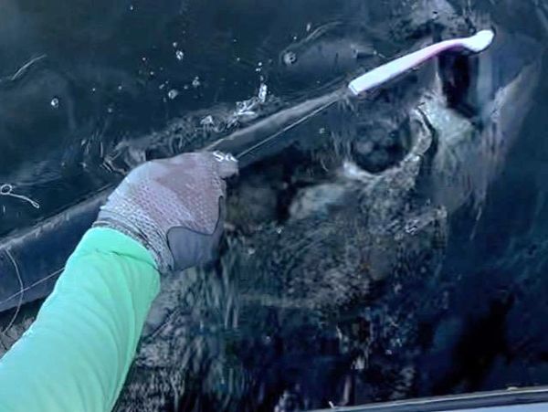 North Carolina tarpon fishing charters