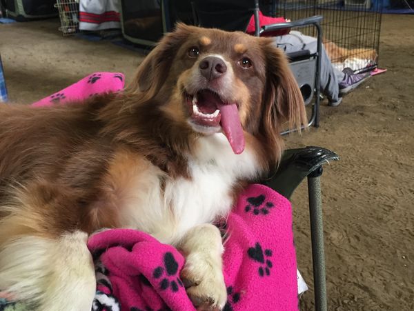 Zoey at Sirius Ranch, Wasilla, AK Agility Trial