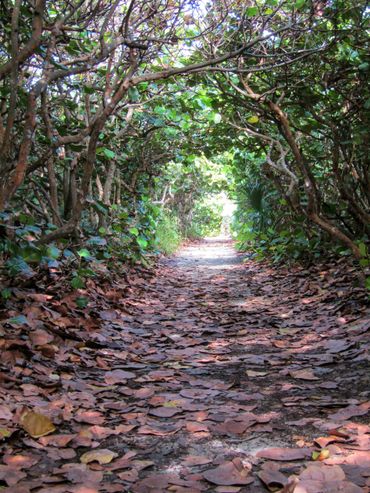 Seagrape Seaside trail at Blowing Rocks Preserve in Jupiter.