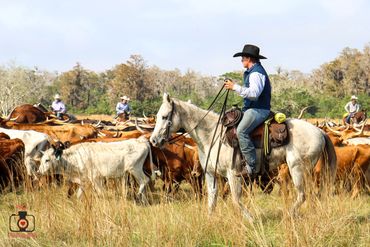 Cowboy at the Great Florida Cracker Cattle Drive.