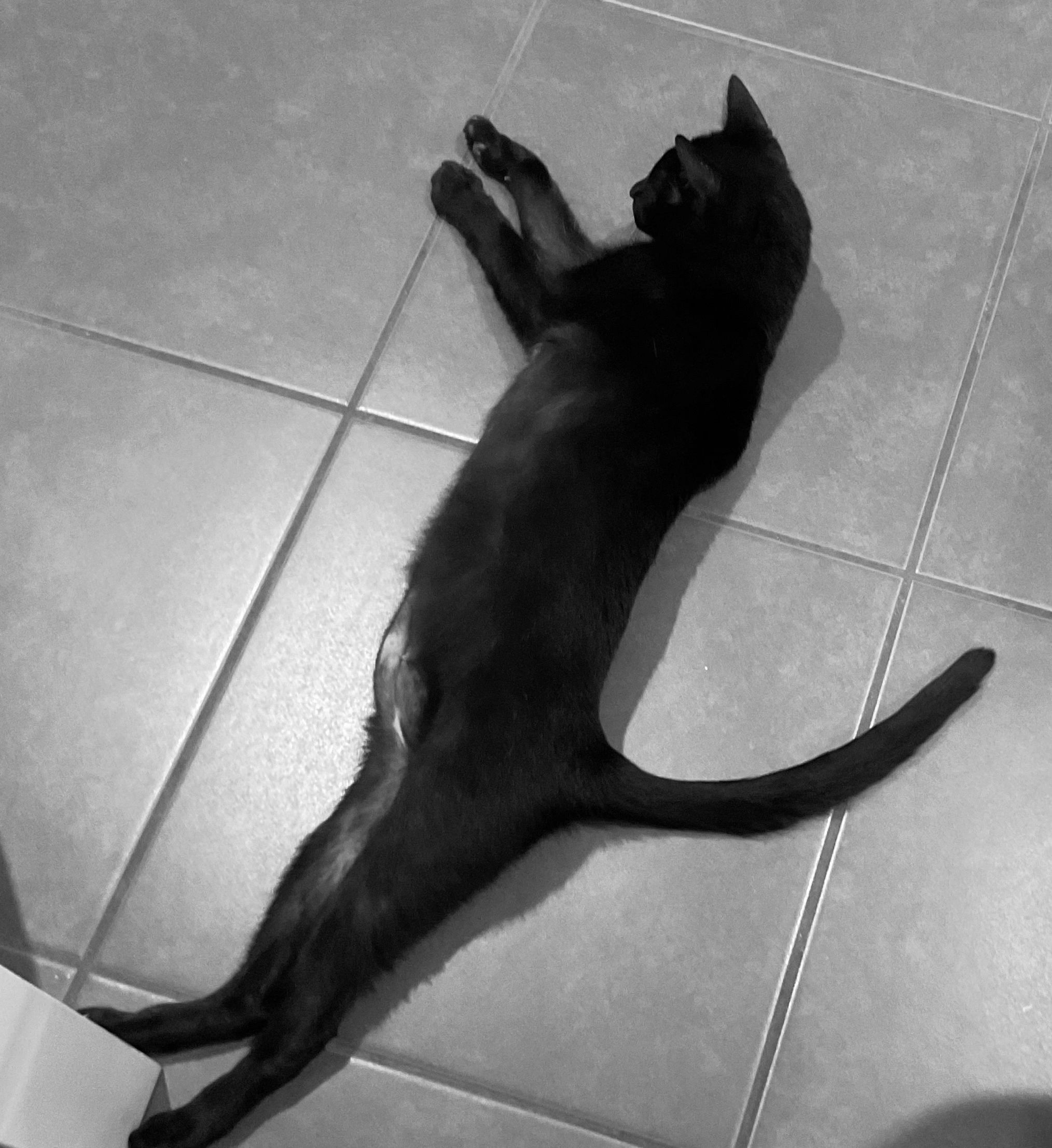 Where your pets can be themselves