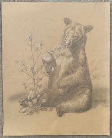 bear sketch