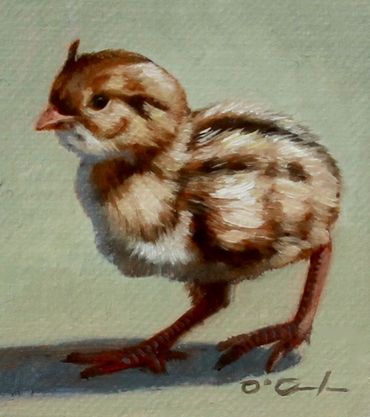 quail chick wildlife art fine oil painting Arizona