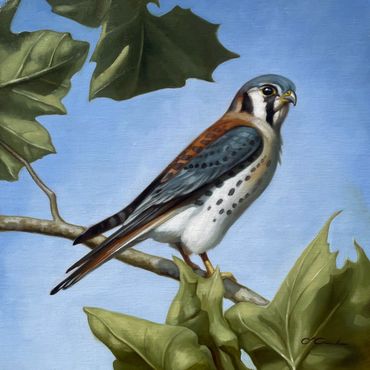 wildlife fine art oil painting bird on branch blue sky tree green leaves American Kestrel male