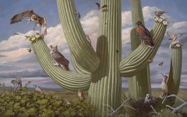 saguaro Arizona desert bird fine painting harris hawk art owl quail bat dove kestrel roadrunner nest