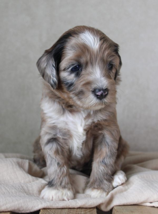 Fluffy, multicolored puppy sitting on a soft blanket.