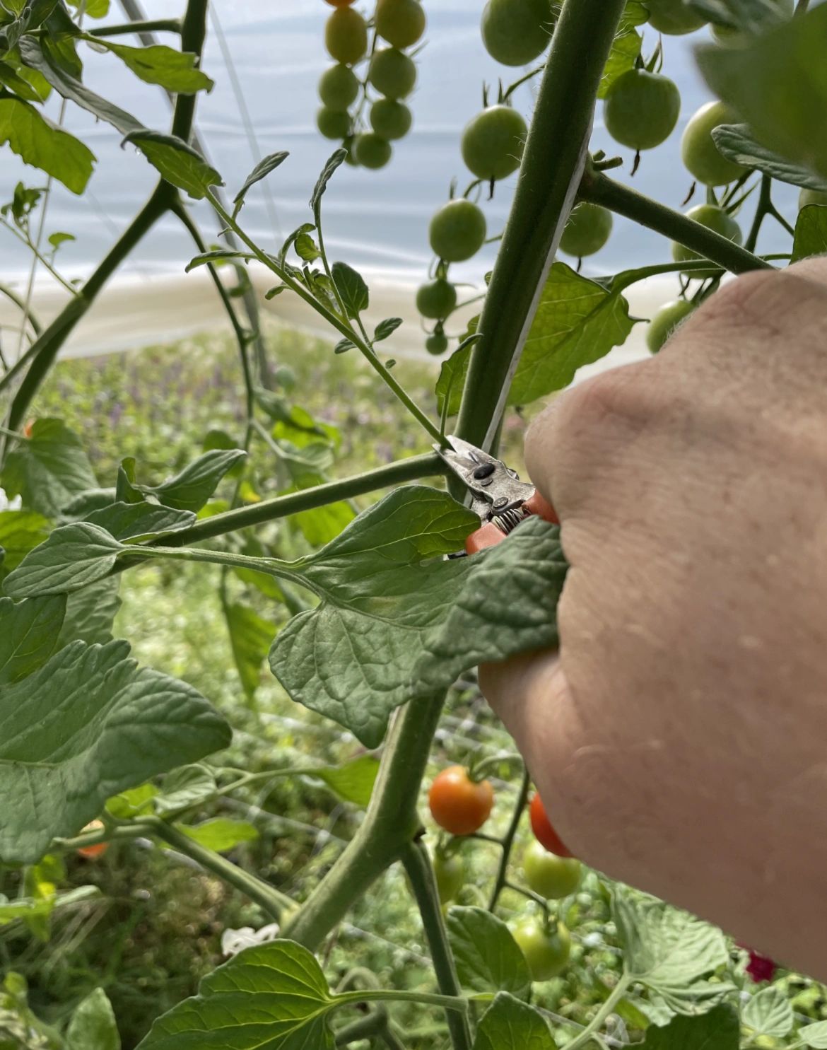 How to Prune Tomato Plants in 6 Easy Steps