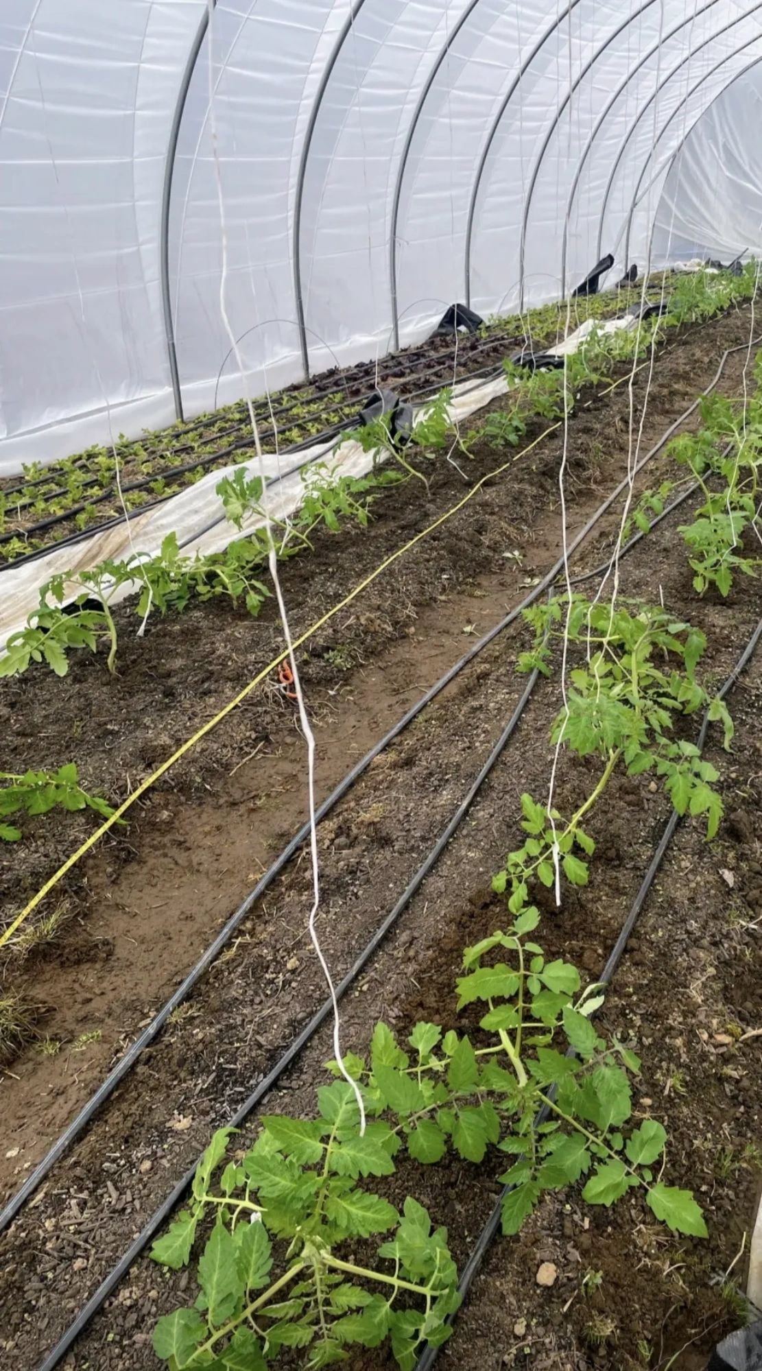 How Far Apart Should You Plant Tomato Plants?