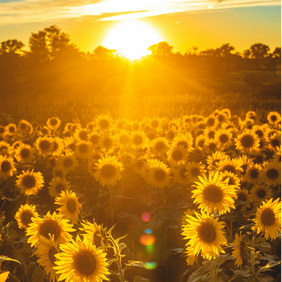 Sunflowers basking in a golden sunset glow.