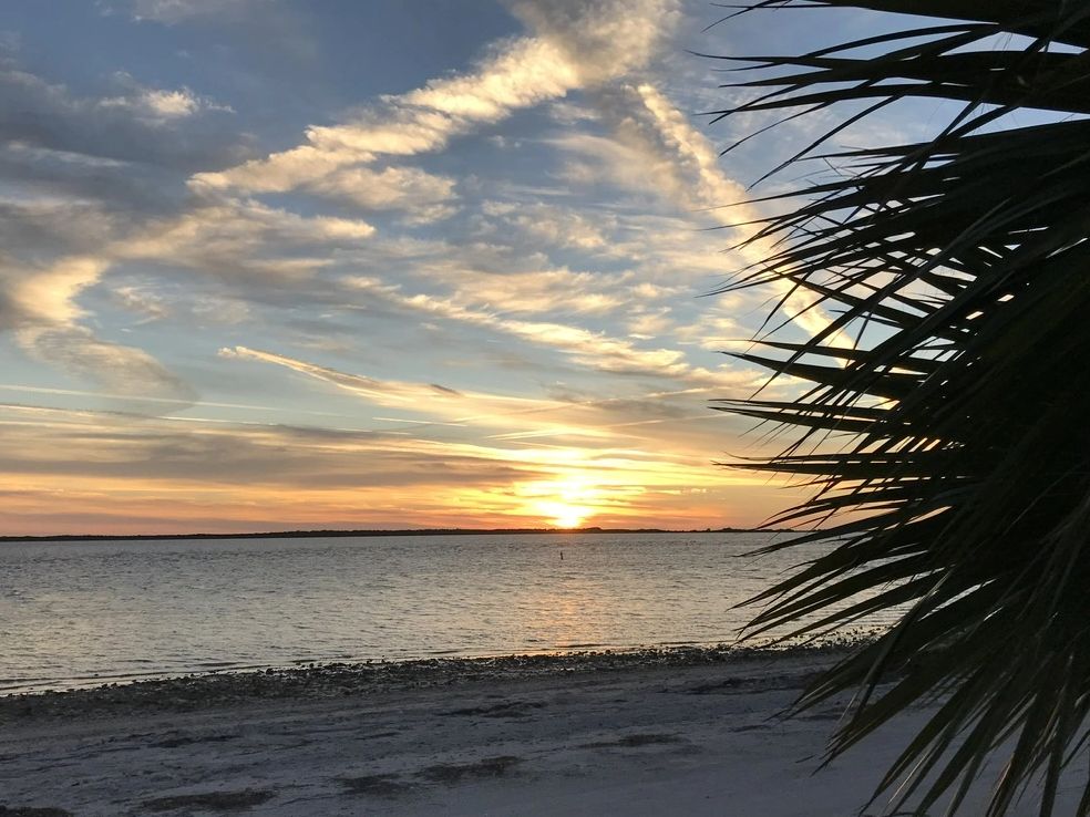 Shoreline at sunset with palm fronds in silhouette on the right