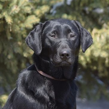 Started Dogs | High Caliber Labradors