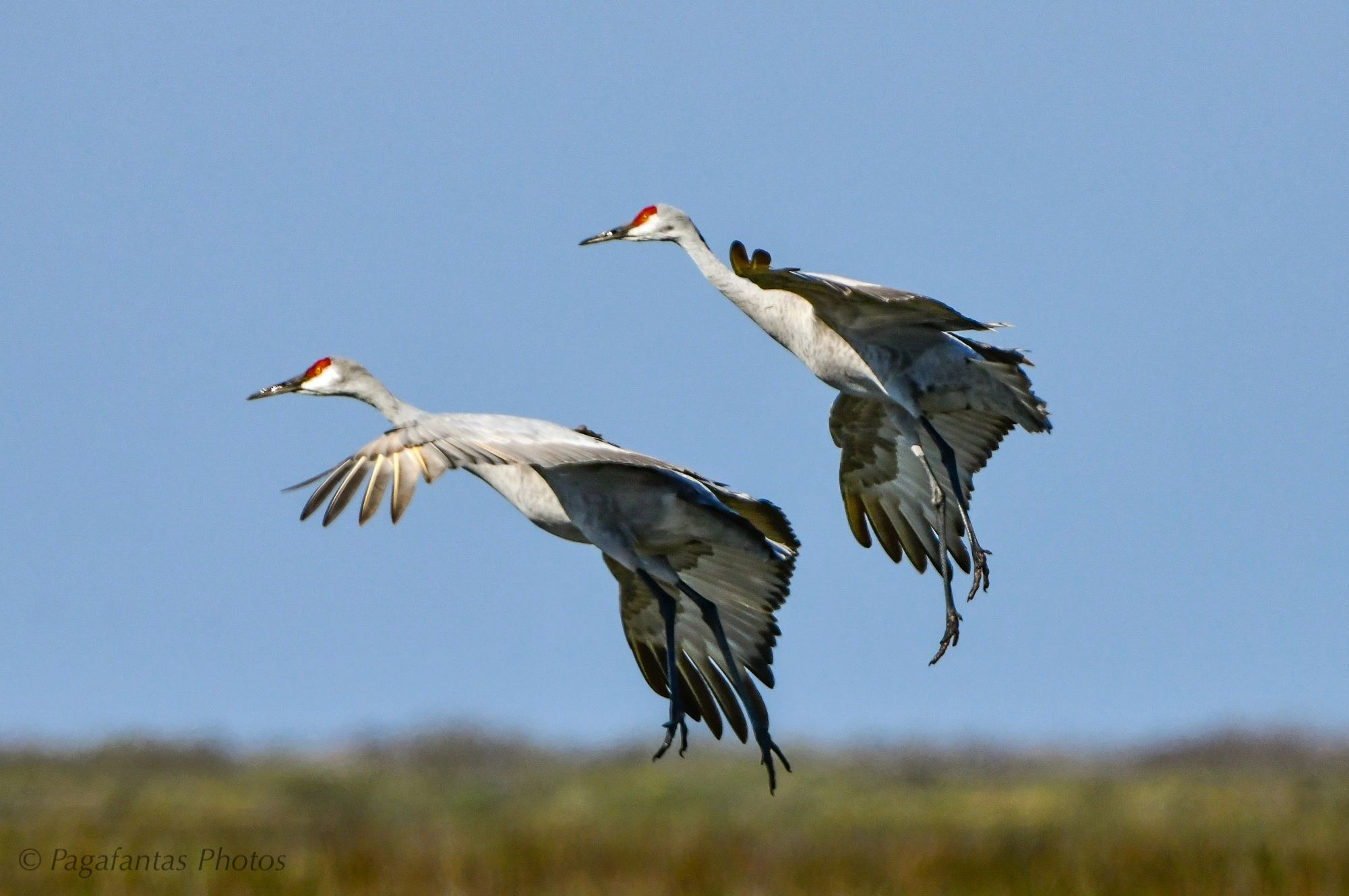 Whoopers Galore!
