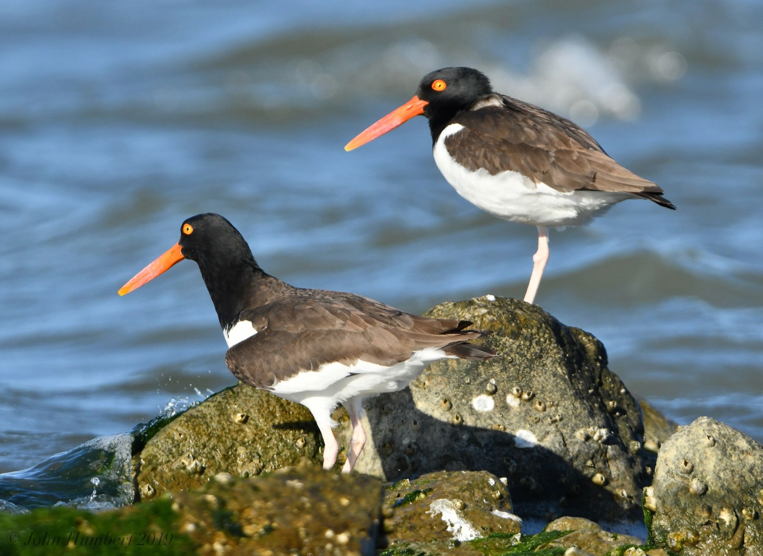Oystercatcher Whidbey - aeuzs7f