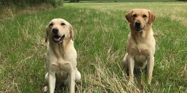 2 very satisfied Happy Hounds Clients out for a walk!