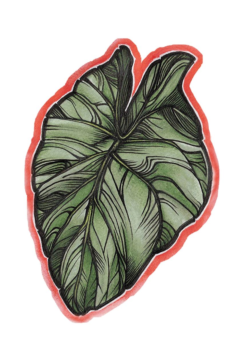 Alocasia Macrorrhiza Sticker