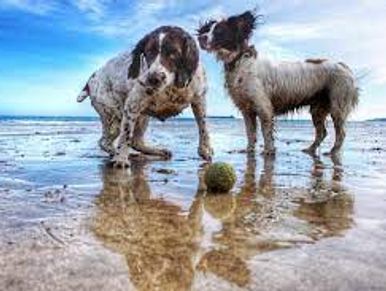 Dogs on the beach