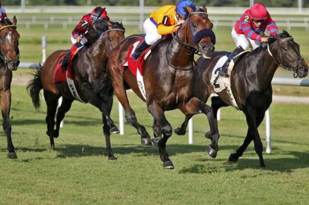 Dante Zanelli Bloodstock LLC