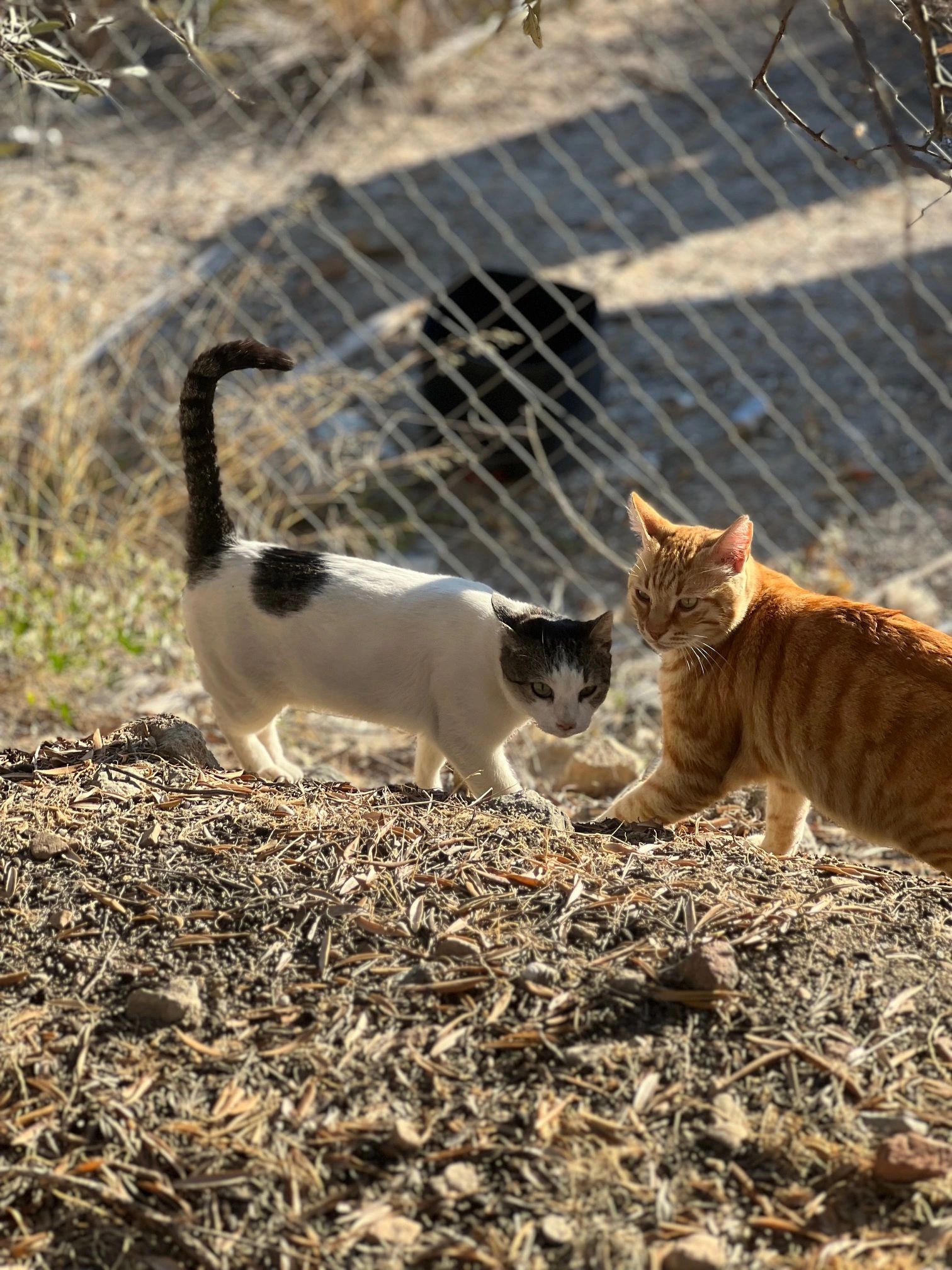 Home [cats-of-crete-foundation.org]