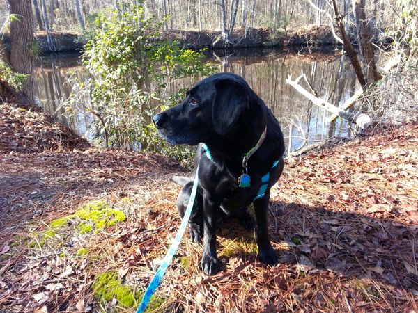 Wylie One of Highbridge along the Great Dismal Swamp Canal Trail