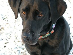 Black Labrador retriever head shot, snowy background.