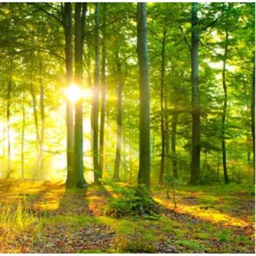Sunlight streaming through green forest trees.