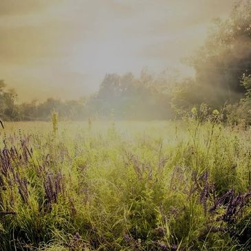 Sunlight bathes a meadow with purple wildflowers on a misty morning.