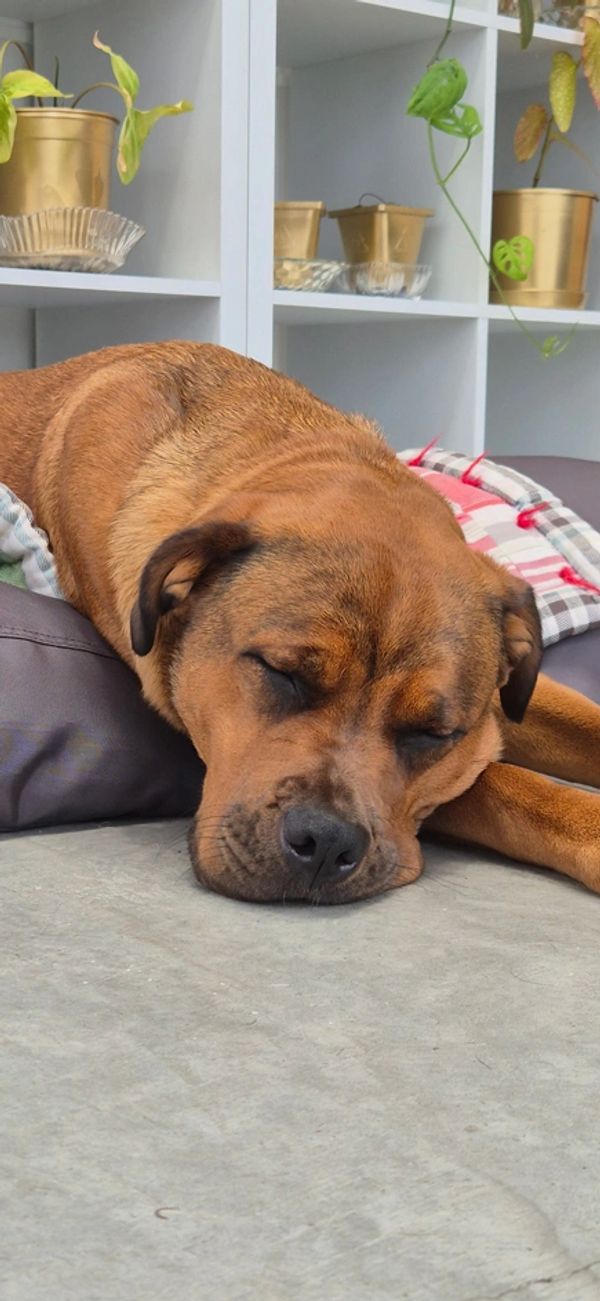 A brown dog peacefully sleeping on the floor near a cushion and shelves with plants.