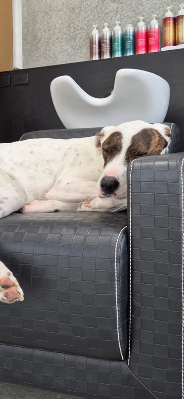 A white dog with brown spots sleeping on a black leather chair.