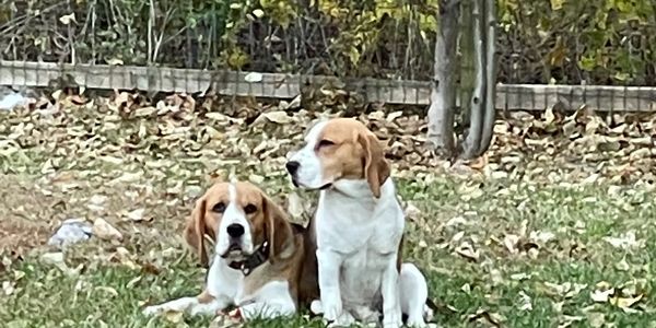 Scentini Beagles - Beagle Breeeders in Illinois, Breeding Beagles