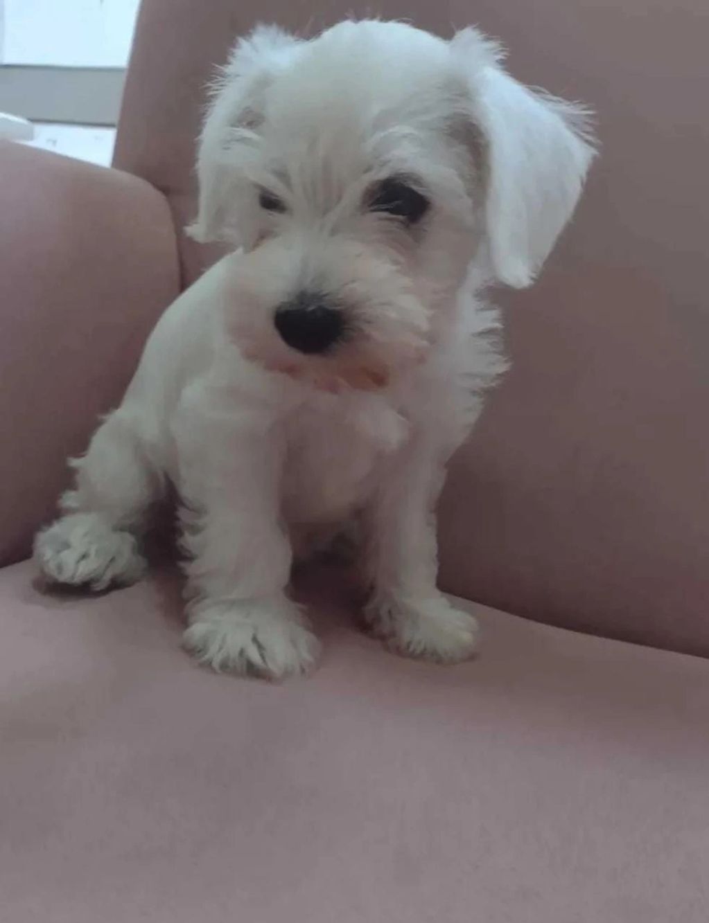 A small white puppy sitting on a pink chair.