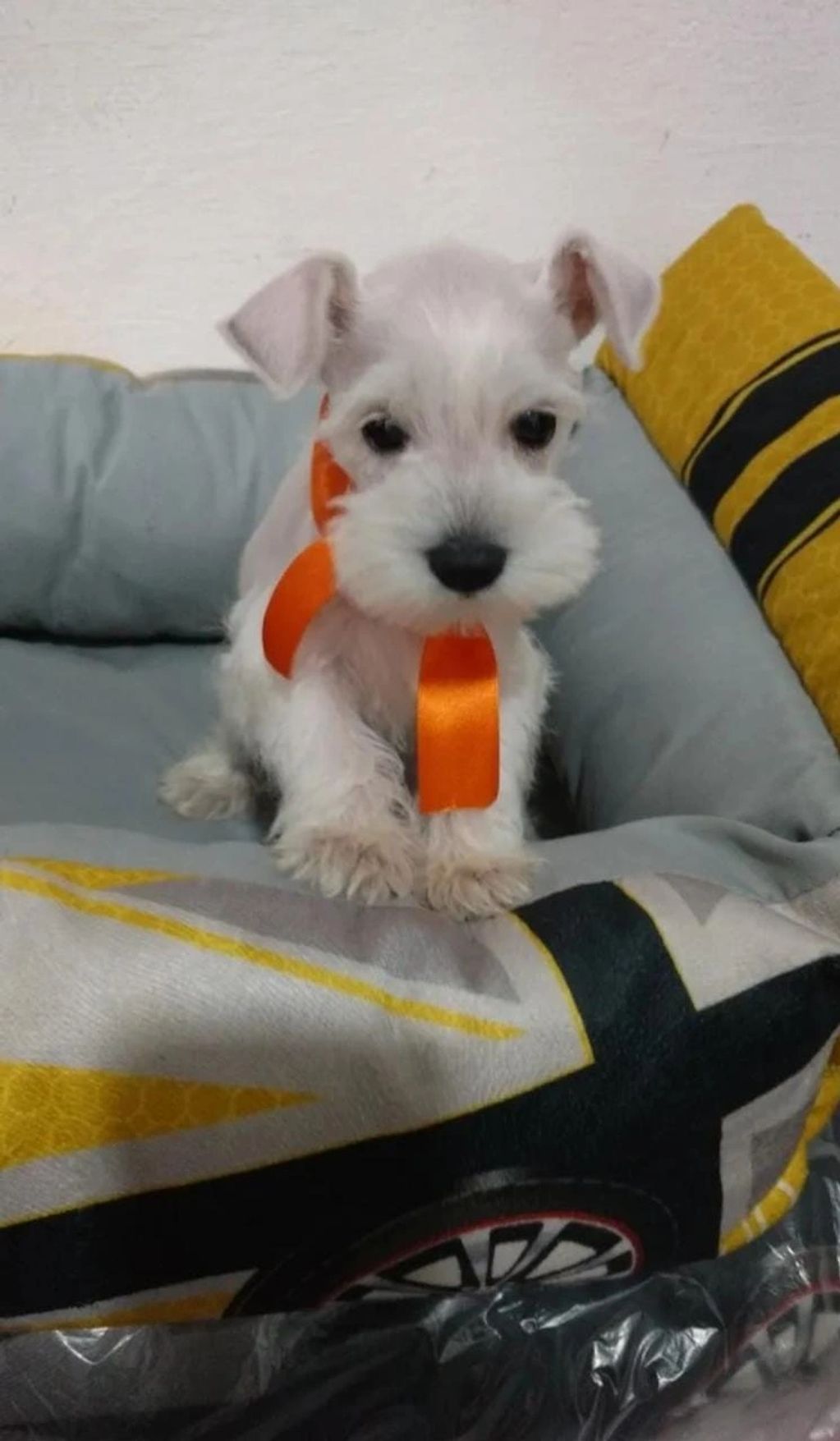A small white puppy with an orange ribbon sitting on a cozy bed.