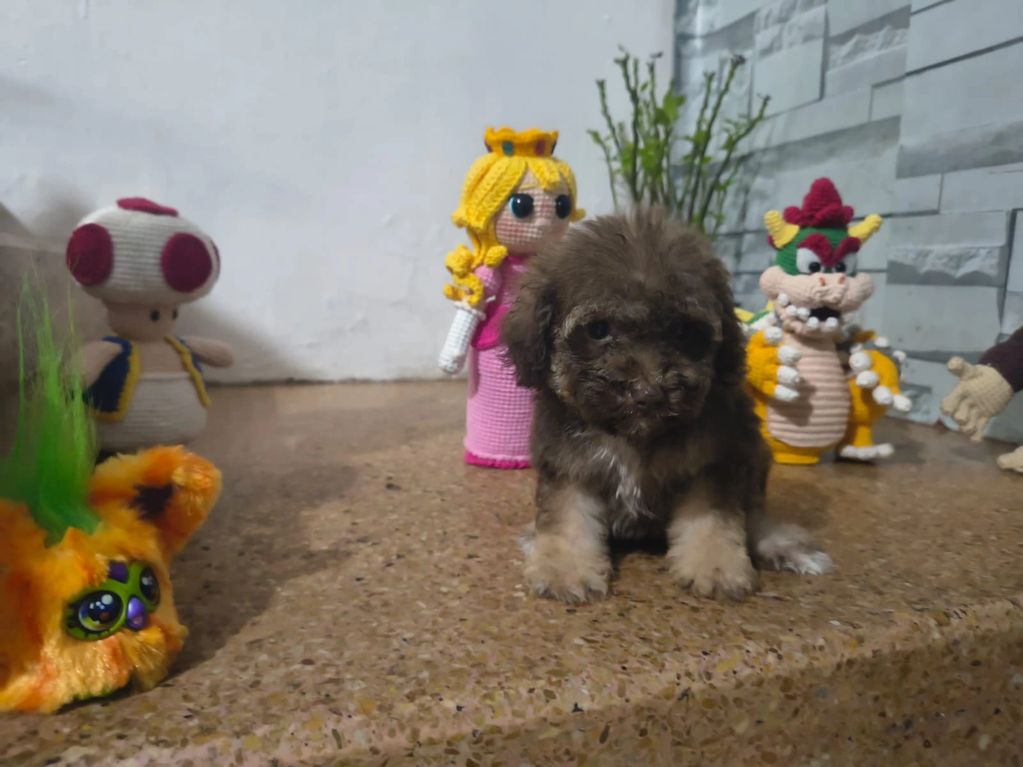 A small fluffy puppy sits surrounded by crocheted Mario characters on a table.