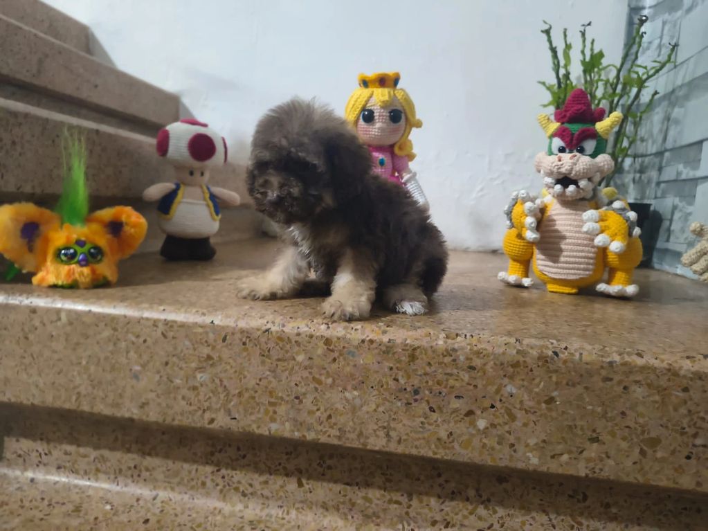 A fluffy puppy sitting on stairs surrounded by crocheted video game characters.