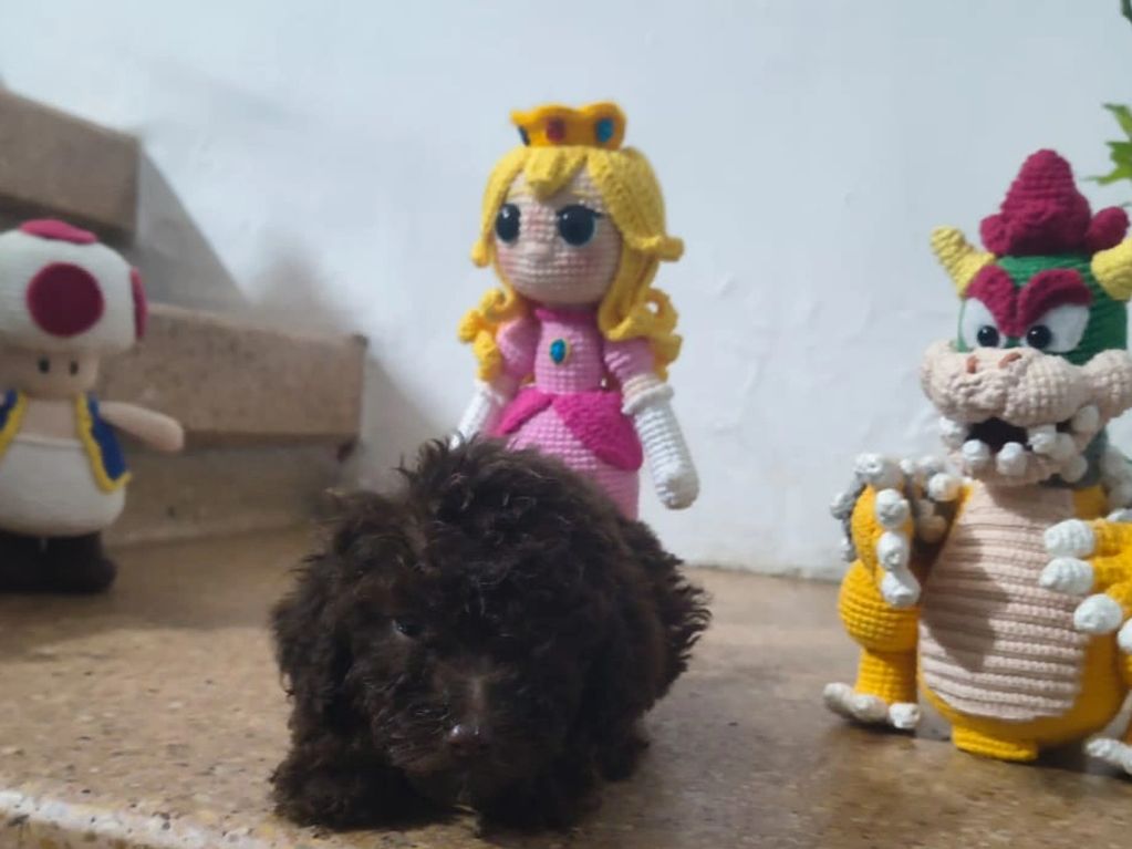 Curly black puppy lying with crocheted Mario characters in the background.