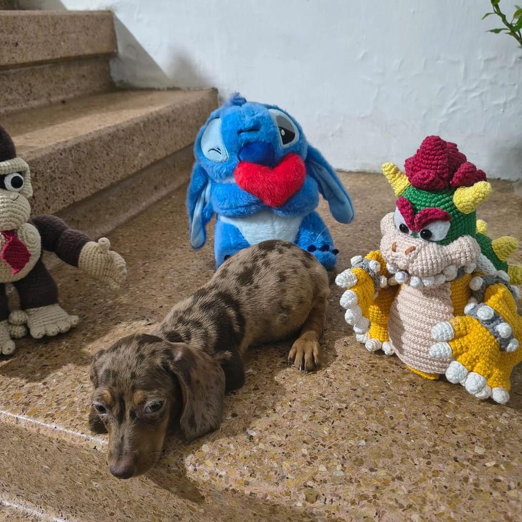 A spotted dachshund puppy lying on a brown surface surrounded by crocheted plush toys.