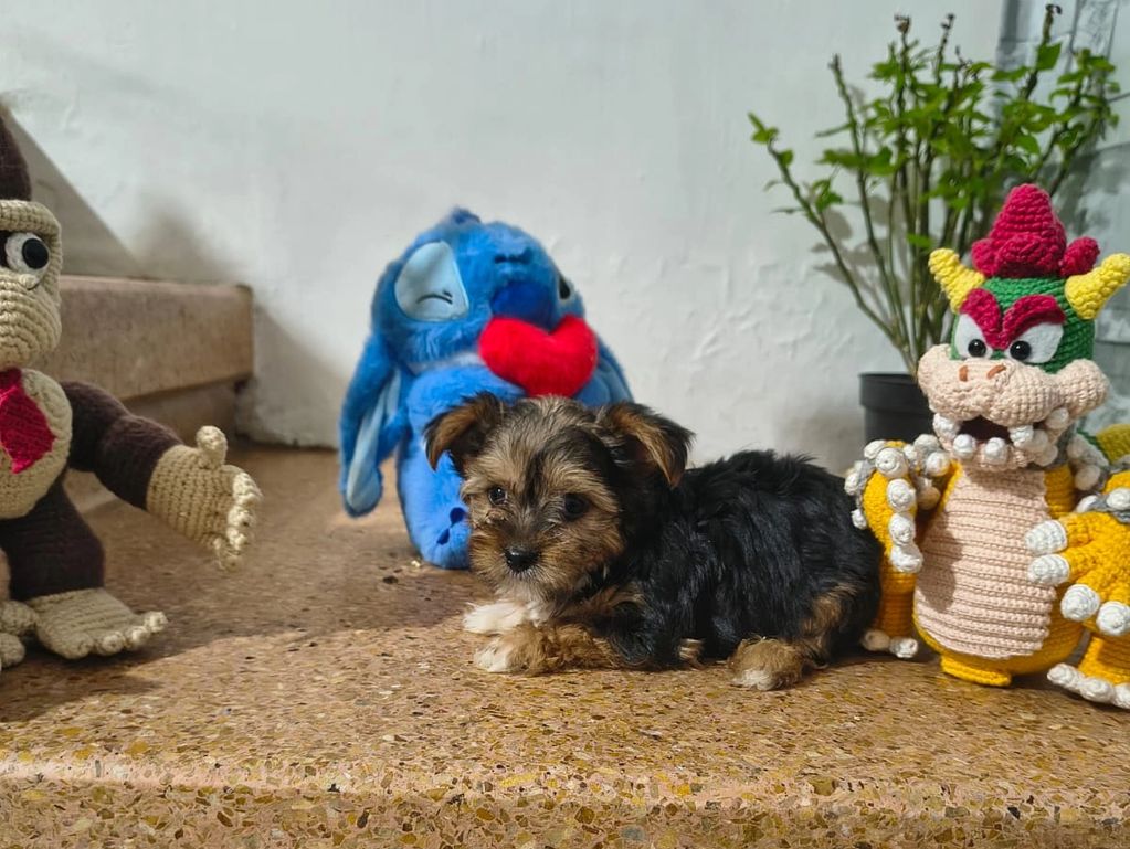 A small puppy lying on the floor surrounded by crocheted toys and a plush toy.
