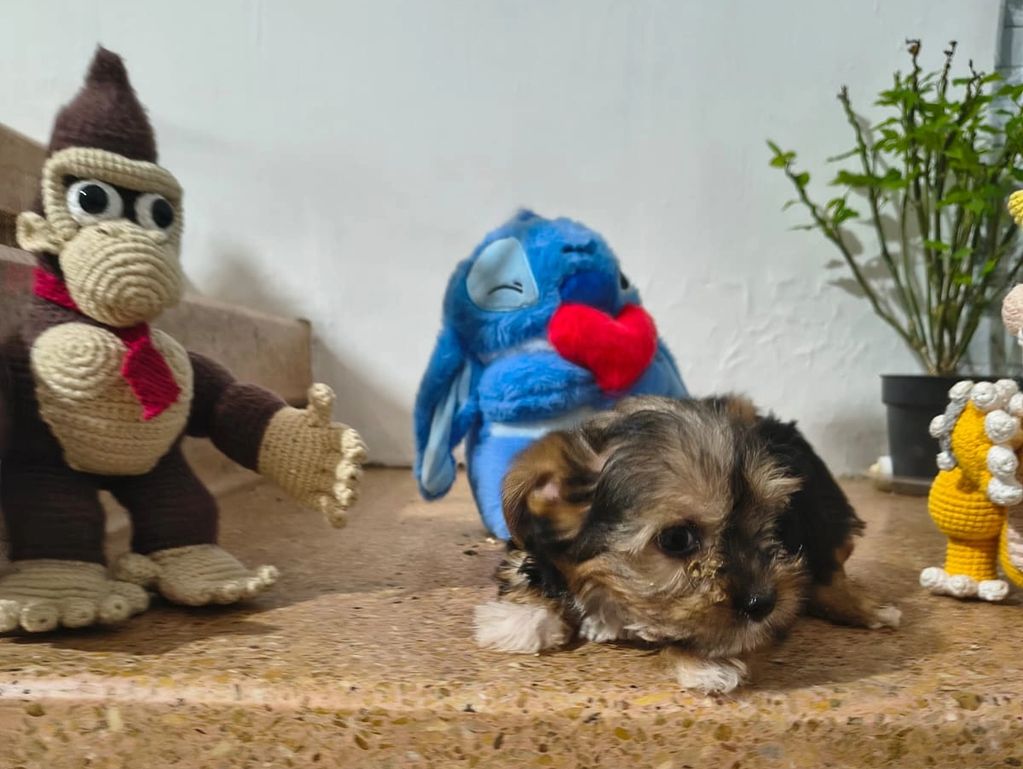 A small puppy lying on a surface surrounded by crocheted toys.