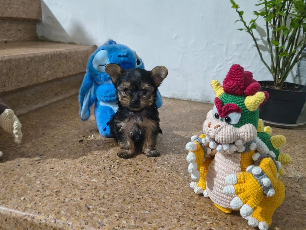 Tiny puppy sits between two colorful plush toys on a stone floor.