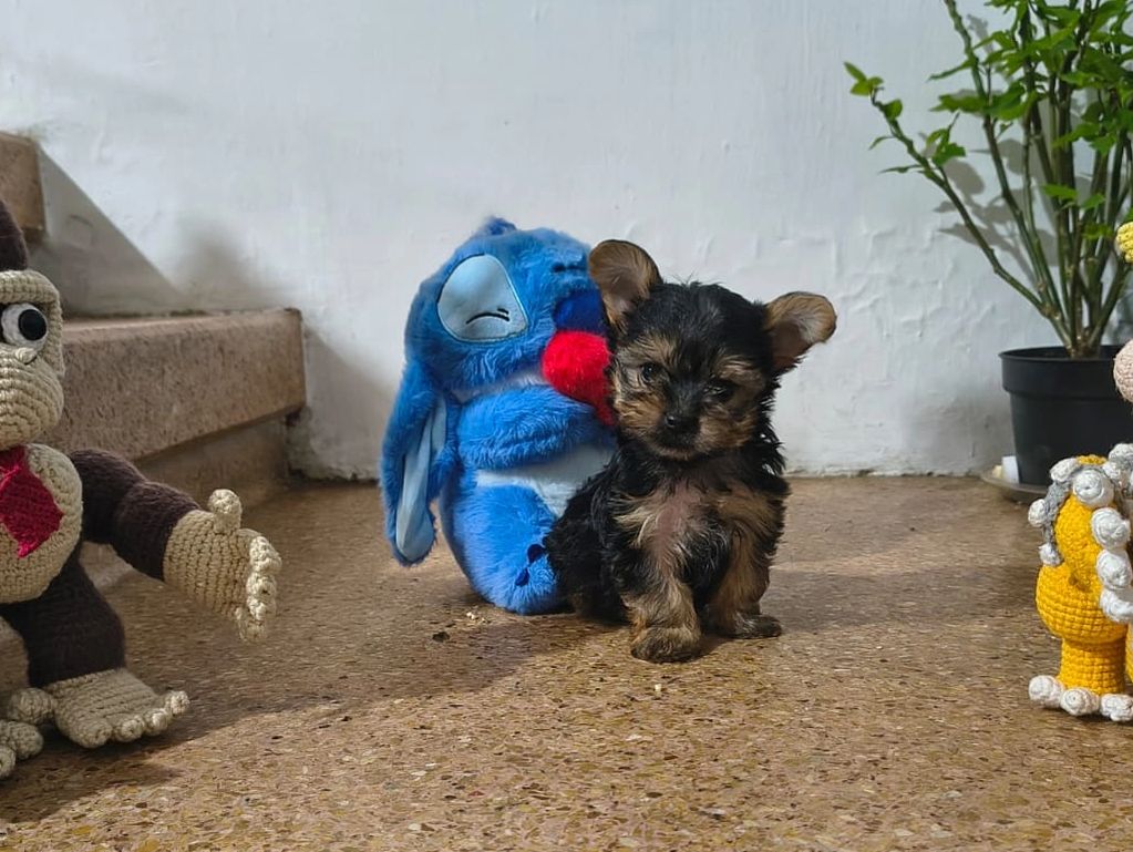 A small puppy sits on the floor surrounded by plush toys and a potted plant.