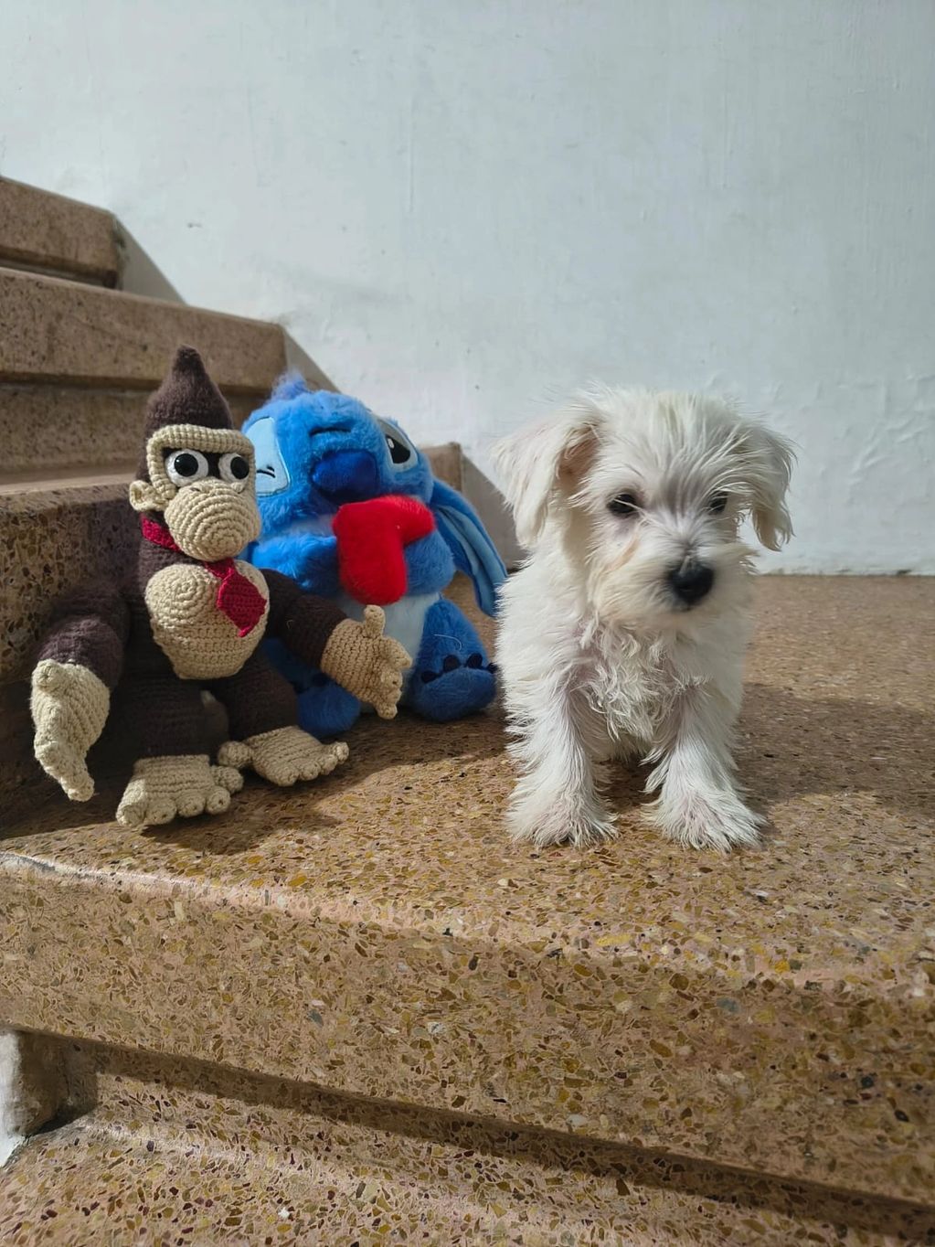 Small white puppy standing on stairs next to two stuffed toys.